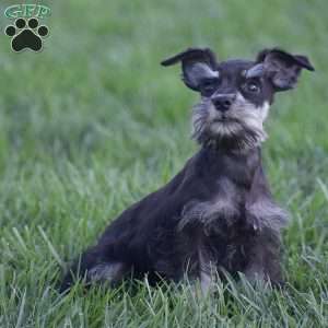 Victoria, Miniature Schnauzer Puppy