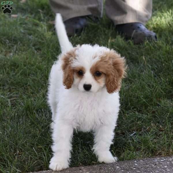 Abby, Cavapoo Puppy