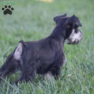 Victoria, Miniature Schnauzer Puppy