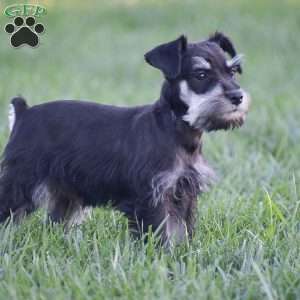 Victoria, Miniature Schnauzer Puppy