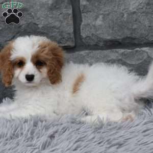 Abby, Cavapoo Puppy