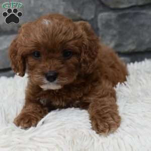 Angie, Cavapoo Puppy