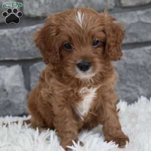 Toby, Cavapoo Puppy