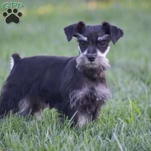 Victoria, Miniature Schnauzer Puppy