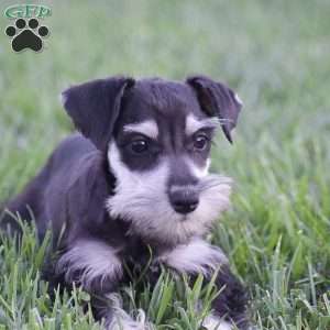 Veronica, Miniature Schnauzer Puppy