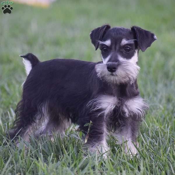 Veronica, Miniature Schnauzer Puppy