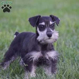 Veronica, Miniature Schnauzer Puppy