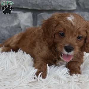 Toby, Cavapoo Puppy