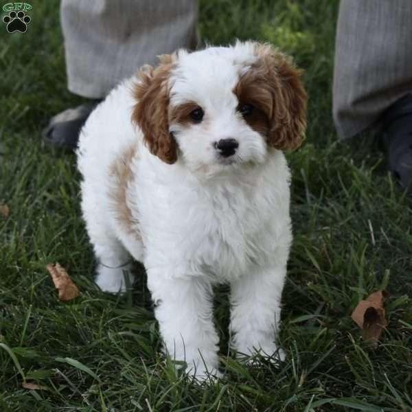 Alice, Cavapoo Puppy
