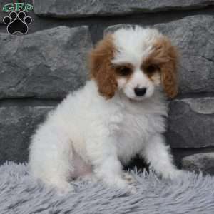 Abby, Cavapoo Puppy