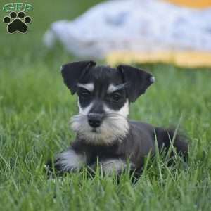 Veronica, Miniature Schnauzer Puppy