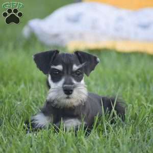Veronica, Miniature Schnauzer Puppy
