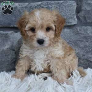 Theo, Cavapoo Puppy