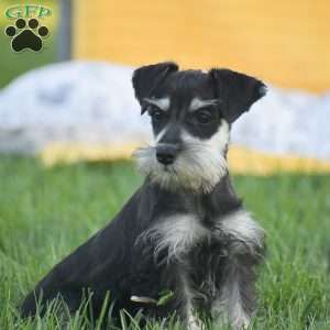 Veronica, Miniature Schnauzer Puppy