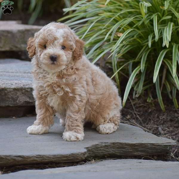 Nate, Toy Poodle Puppy
