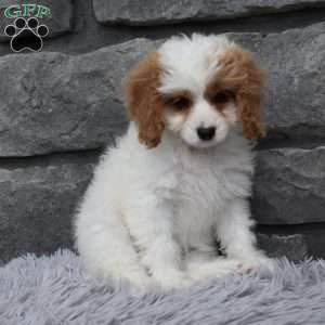 Abby, Cavapoo Puppy