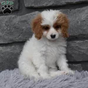 Abby, Cavapoo Puppy