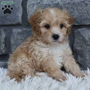 Theo, Cavapoo Puppy