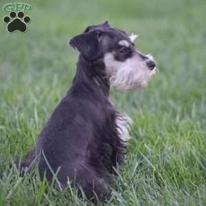 Valerie, Miniature Schnauzer Puppy