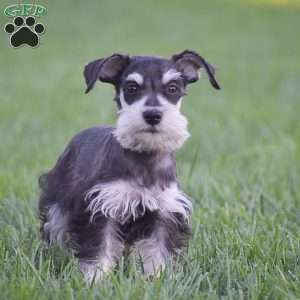 Valerie, Miniature Schnauzer Puppy