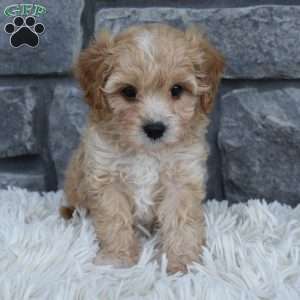 Theo, Cavapoo Puppy