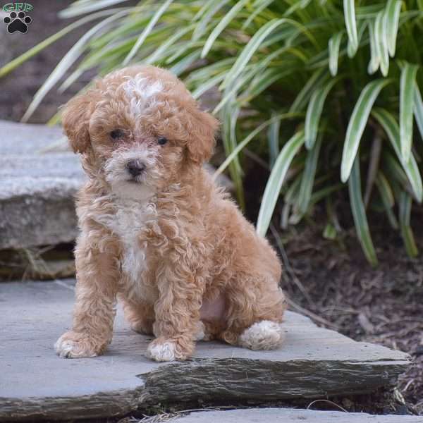 Nick, Toy Poodle Puppy