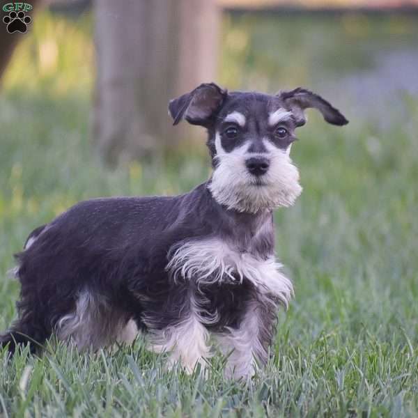 Valerie, Miniature Schnauzer Puppy