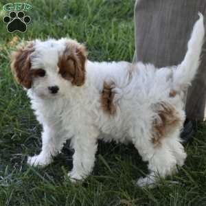 Alice, Cavapoo Puppy