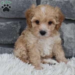 Theo, Cavapoo Puppy