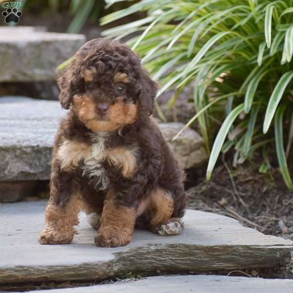 Noah, Toy Poodle Puppy