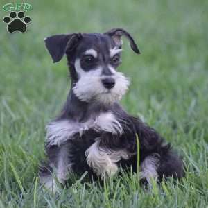 Valerie, Miniature Schnauzer Puppy