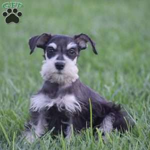 Valerie, Miniature Schnauzer Puppy