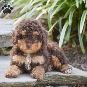 Noah, Toy Poodle Puppy