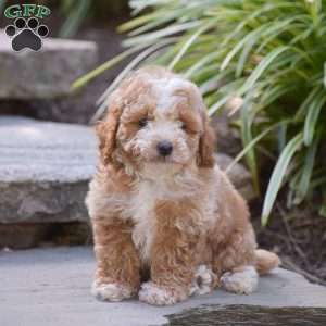 Nash, Toy Poodle Puppy