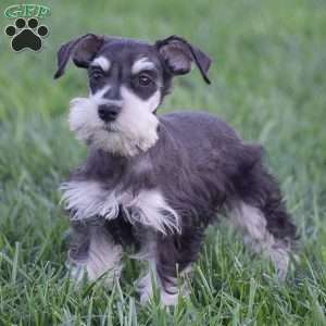 Valerie, Miniature Schnauzer Puppy