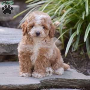 Nash, Toy Poodle Puppy