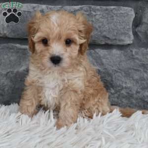 Theo, Cavapoo Puppy