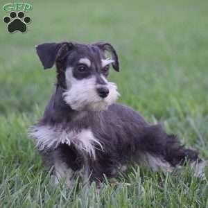 Valerie, Miniature Schnauzer Puppy