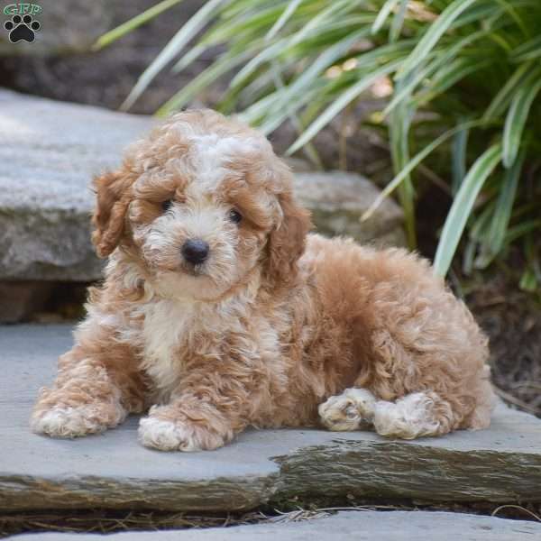 Nash, Toy Poodle Puppy