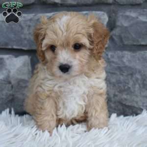 Theo, Cavapoo Puppy