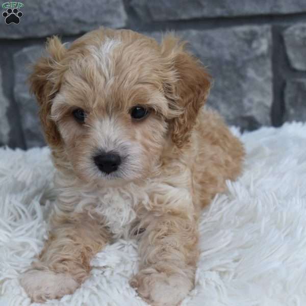 Theo, Cavapoo Puppy