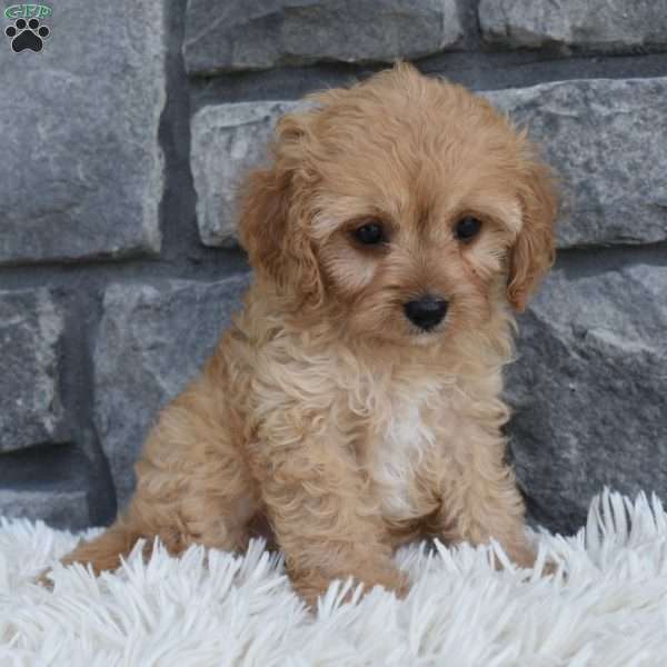 Trixie, Cavapoo Puppy
