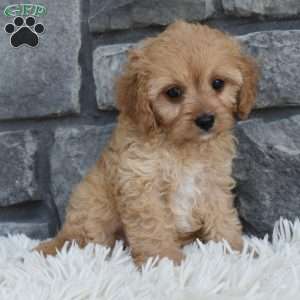 Trixie, Cavapoo Puppy