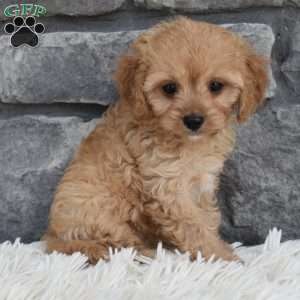 Trixie, Cavapoo Puppy