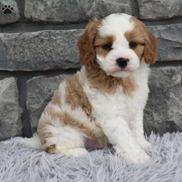 Alex, Cavapoo Puppy