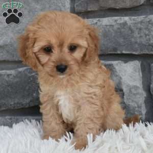 Trixie, Cavapoo Puppy
