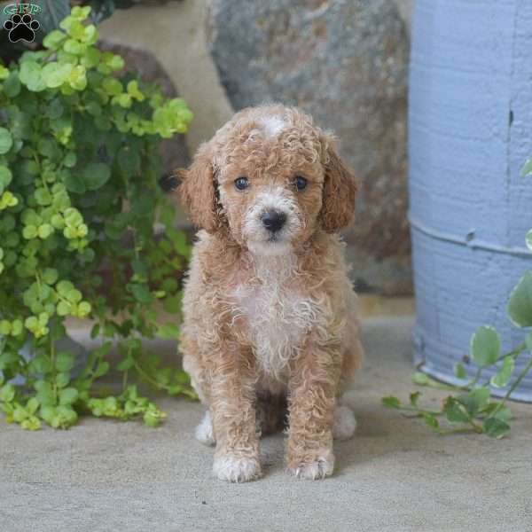Cora, Mini Goldendoodle Puppy