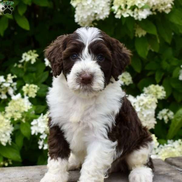 Mika, Portuguese Water Dog Puppy