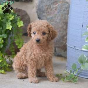 Callie, Mini Goldendoodle Puppy