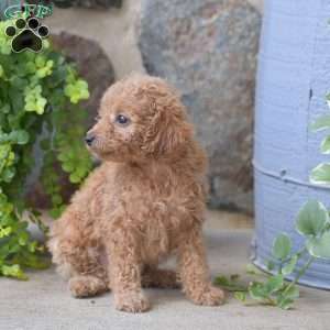 Callie, Mini Goldendoodle Puppy